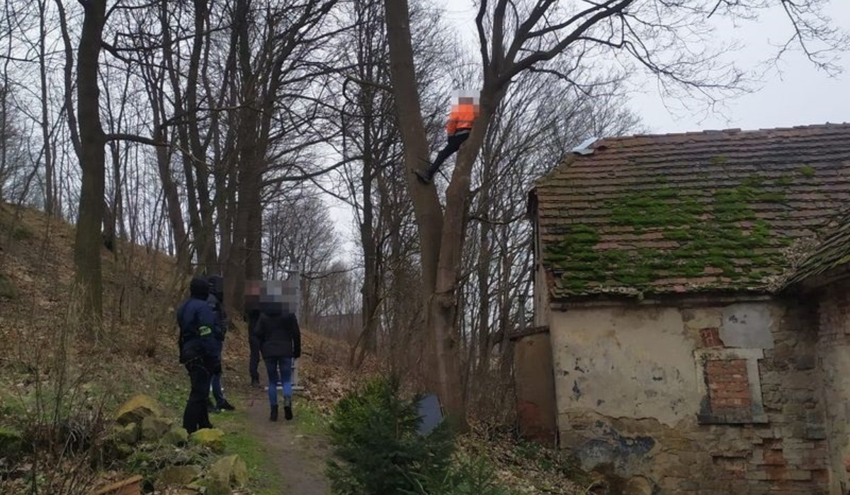 Złotoryja: poszukiwany uciekł przed policjantami na drzewo, ale nie miało liści i było go dobrze widać