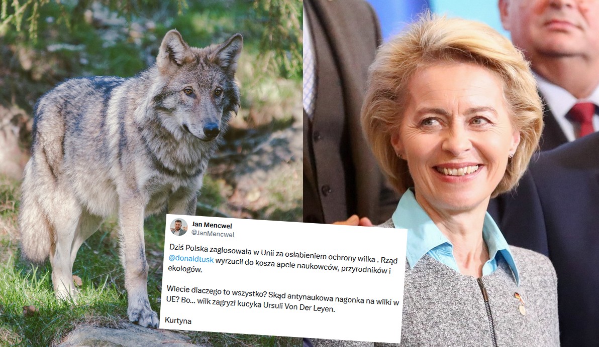 Dwa lata po tym, jak wilk zagryzł kucyka Ursuli von der Leyen, może dojść do osłabienia statusu wilków w całej UE