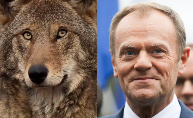 Donald Tusk apeluje o pomoc dla rudych wilków: trzeba zachować ten gatunek