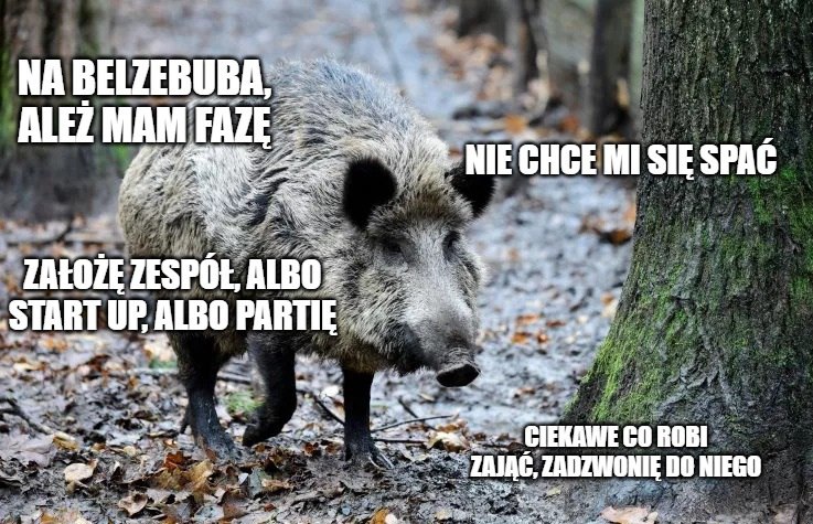Włochy: dziki rozkopały kryjówkę handlarzy narkotyków, przepadła kokaina za 22 tysiące euro