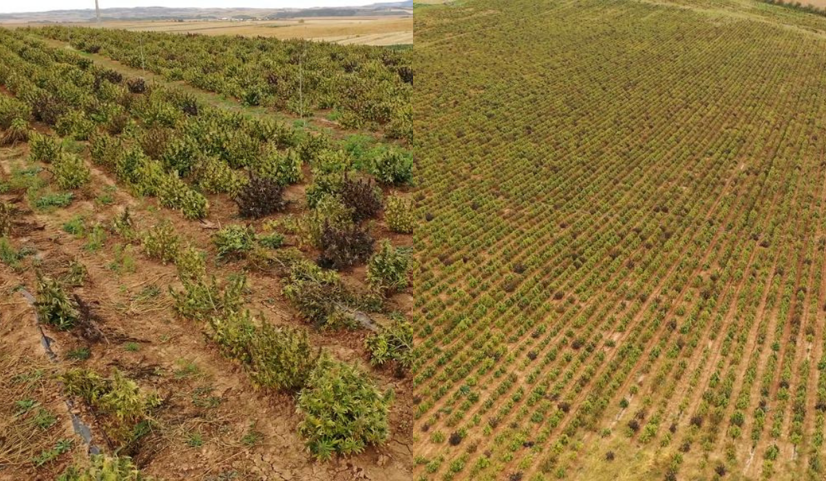 Hiszpania: policja znalazła największą w Europie hodowlę marihuany, stwierdziła, że po co, na co to komu i zniszczyła