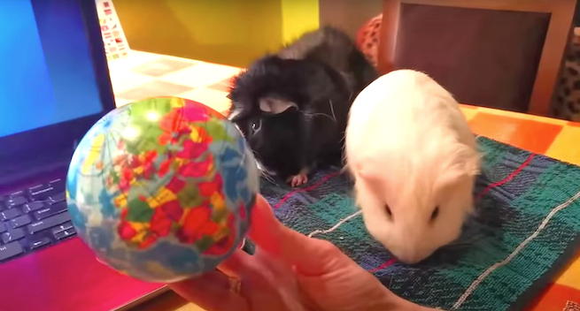 Poznań: nauczycielka prowadzi e-lekcje i tłumaczy wszystko świnkom morskim, i to jest wspaniałe