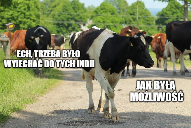 Ministerstwo Rolnictwa chce wydać 350 tys. zł na zabicie 170 krów żyjących na wolności