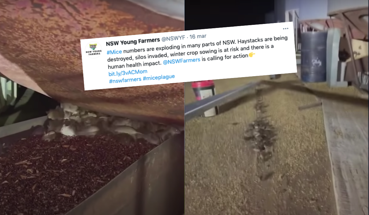 Australia zmaga się z plagą myszy po masowym wybijaniu kotów w 2019 i 2020 roku