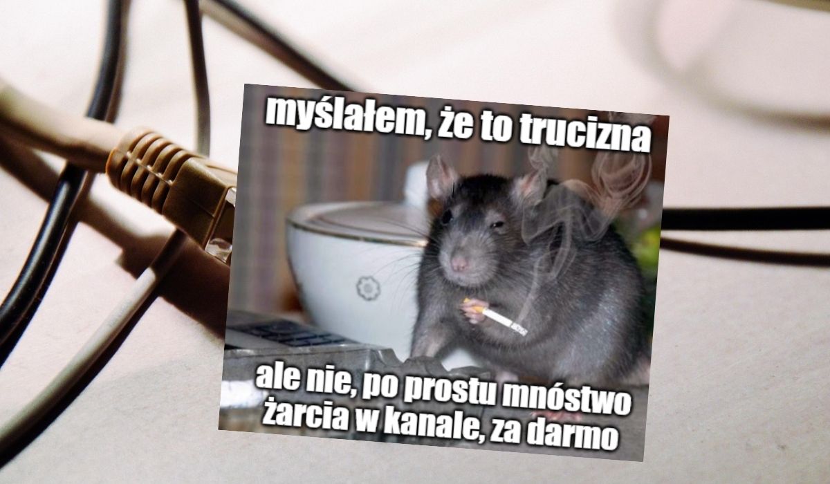 Brytyjska firma upadła, bo biodegradowalne osłony kabli zeżarły szczury