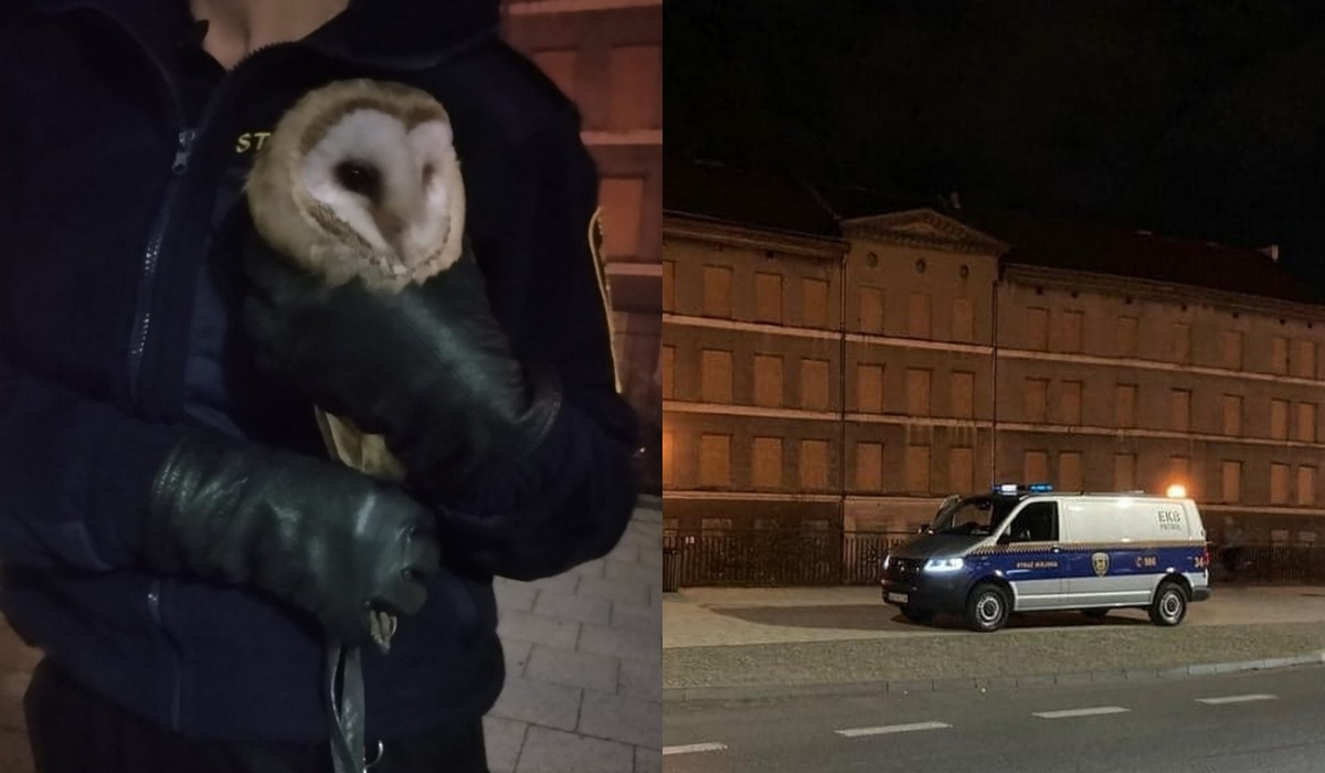 Gdańsk: straż miejska złapała sowę, która uciekła hodowcy podczas nauki latania