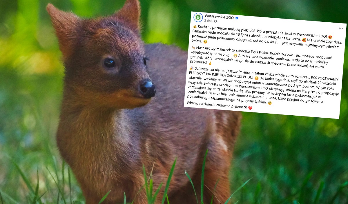Warszawskie zoo obwieściło narodziny samiczki pudu, trwa szukanie imienia dla tego nanojelenia