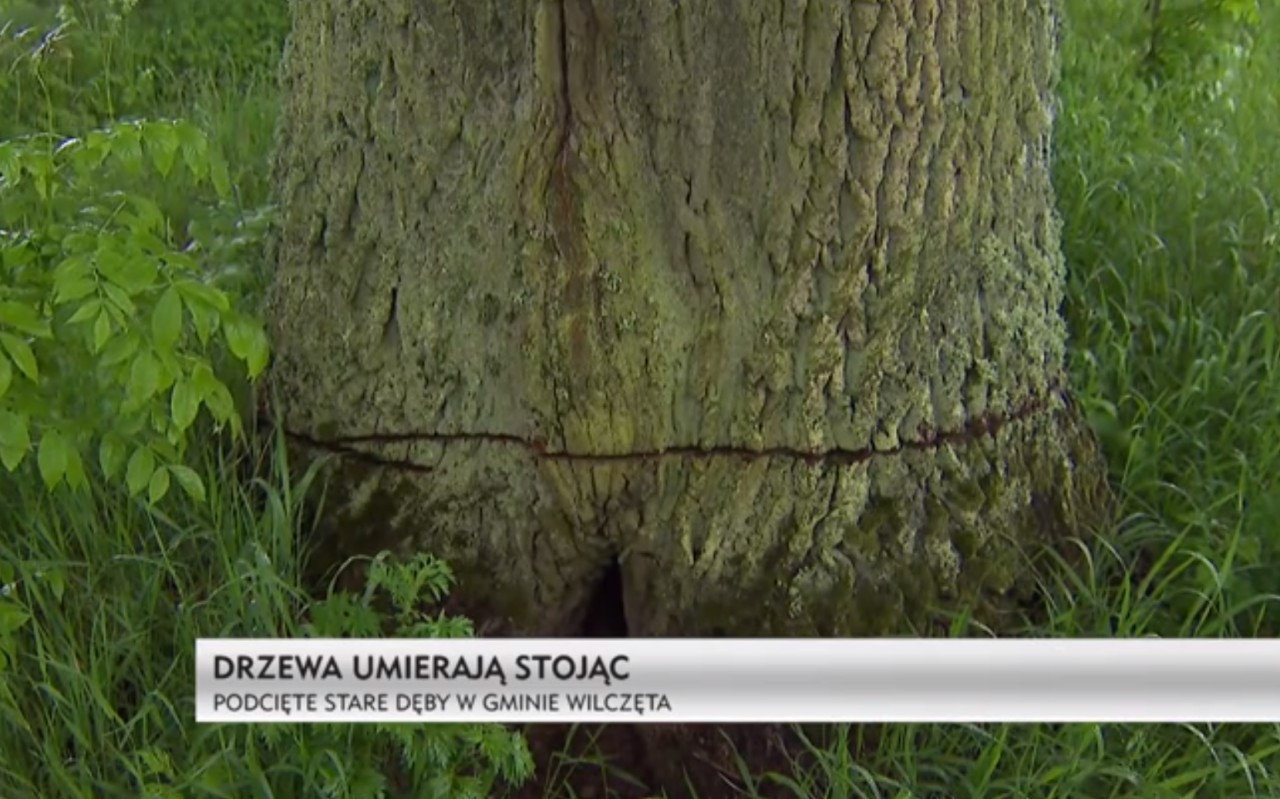 Warmia: ktoś precyzyjnie uszkodził 34 stare dęby, żeby uschły