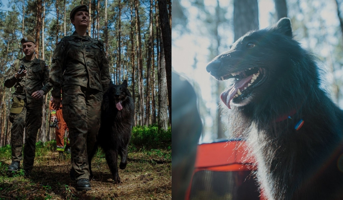 WOT rekrutuje coraz więcej psów ratowniczych i poprawia im warunki, pojawiła się gwarancja psiej emerytury