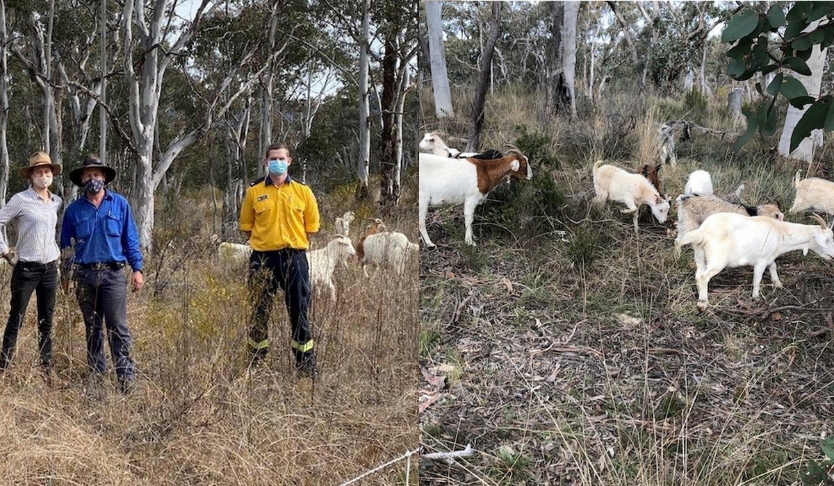 Kozy z sukcesami pomagają zapobiegać pożarom