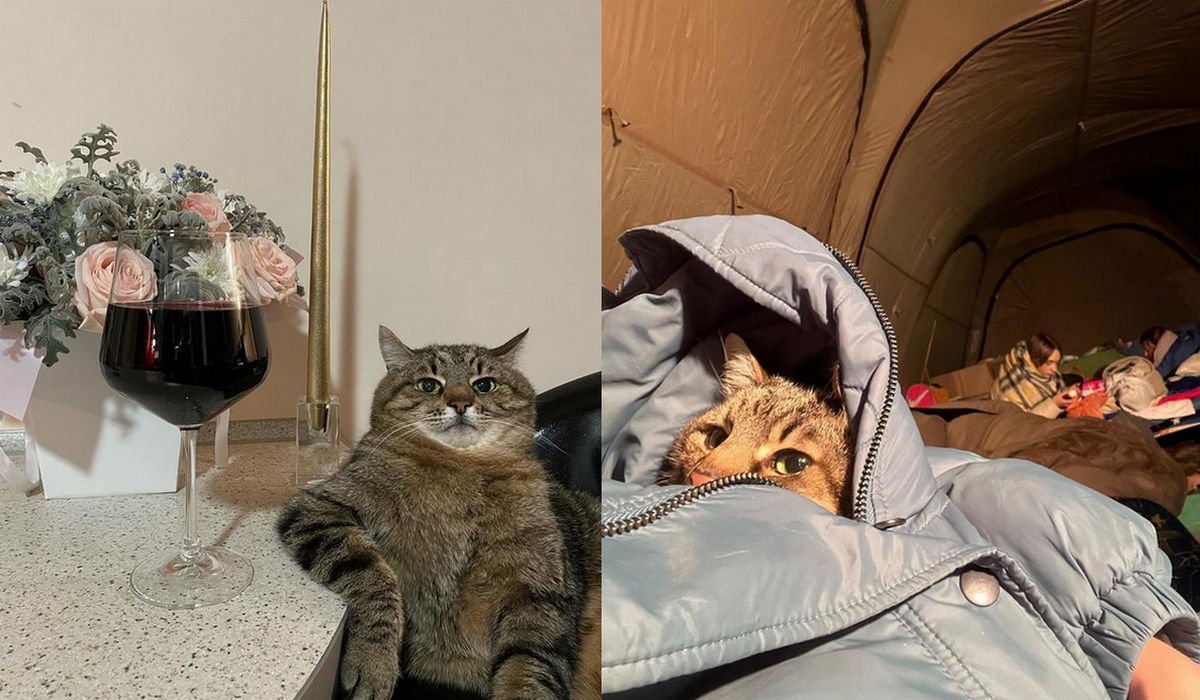 Stepan, nostalgiczny kot z memów uciekł z właścicielką z Ukrainy i jest bezpieczny we Francji