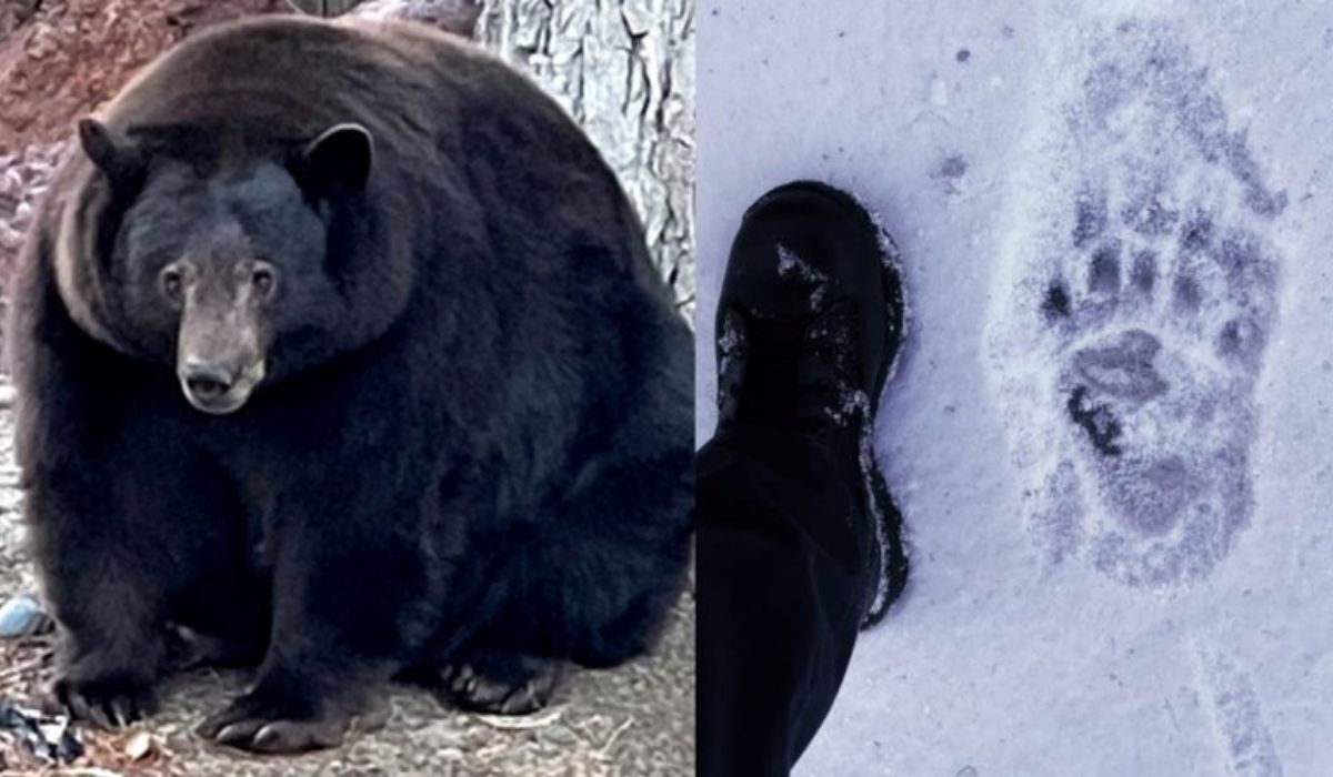 "Hank the tank" - otyły, na wpół oswojony niedźwiedź stał się popularny i ludzie chcą go uchronić przed podzieleniem losu Harambe