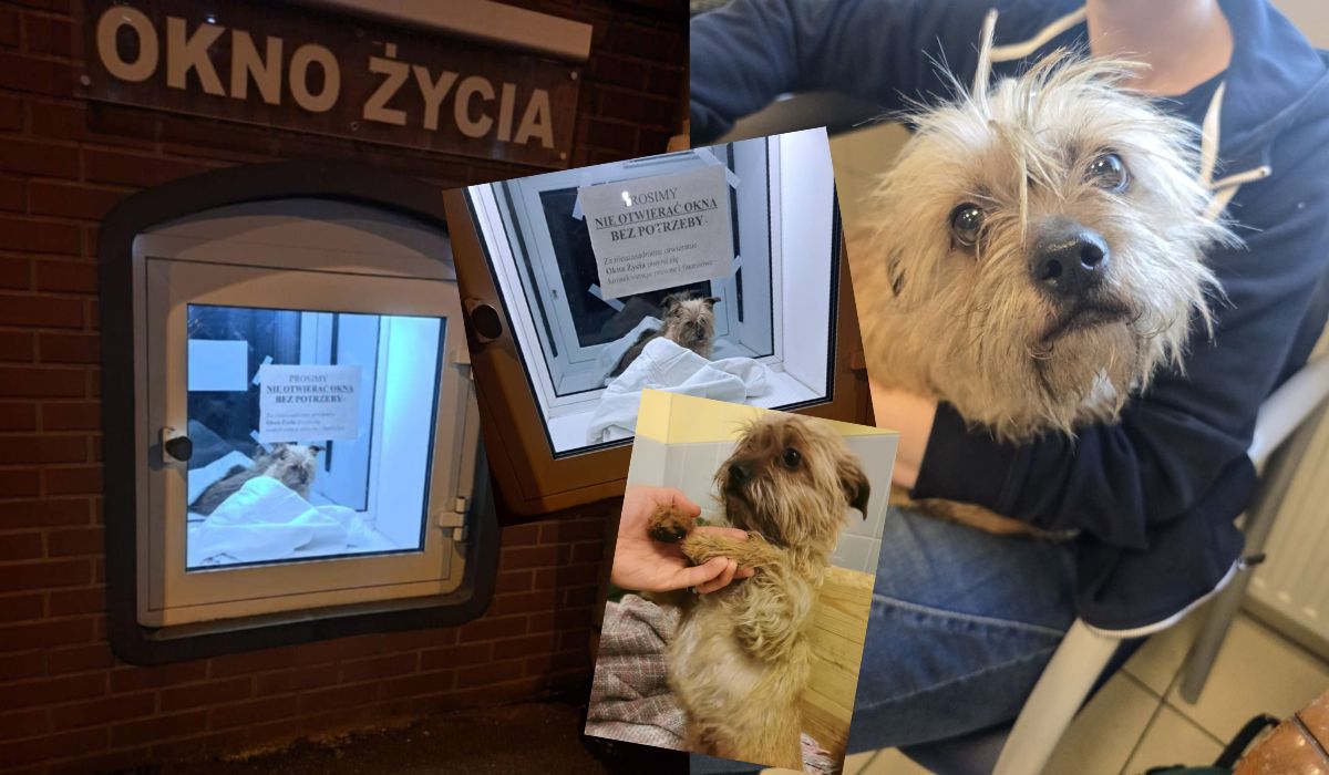 Wrocław: ktoś wpadł na pomysł, żeby zostawić psa w oknie życia