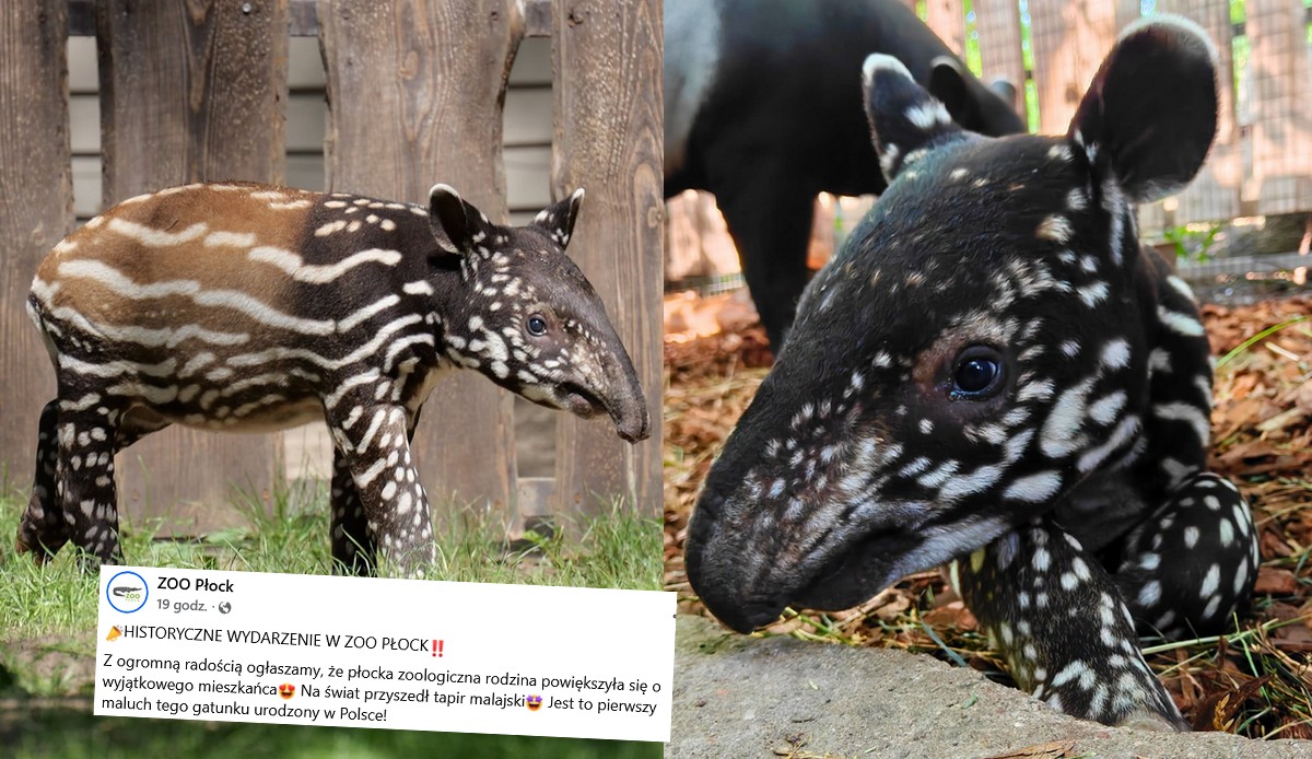 W płockim zoo narodził się pierwszy w historii Polski tapir malajski i wygląda na lekko zdezorientowanego