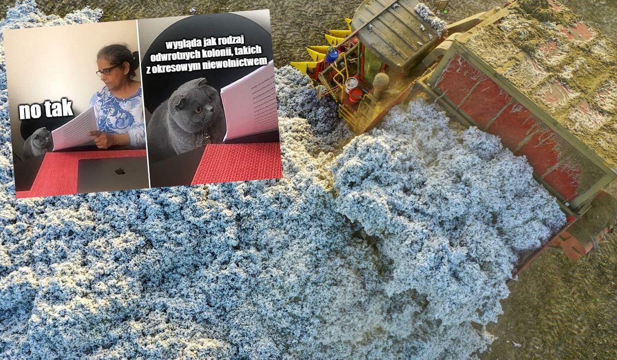 Turkmenistan: od kolejarzy po nauczycieli, wszyscy są przymuszani do zbierania bawełny w czynie społecznym