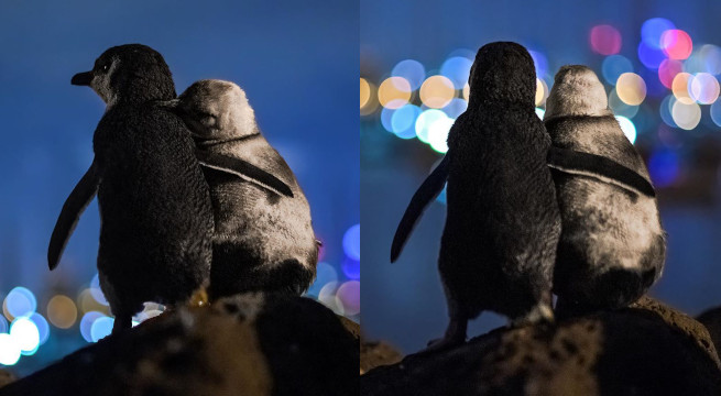 Romantyczne zdjęcia owdowiałych pingwinów przywracają wiarę we wszystko