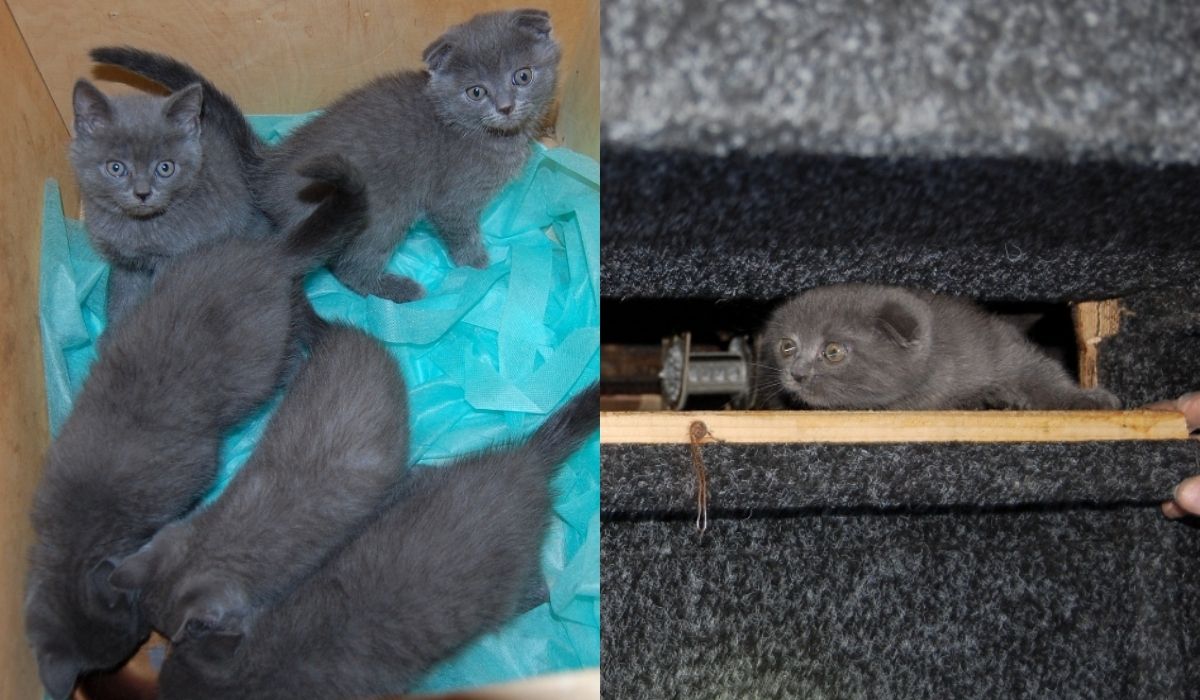 Funkcjonariusze KAS udaremnili przemyt rasowych kitków ukrytych w ścianie busa