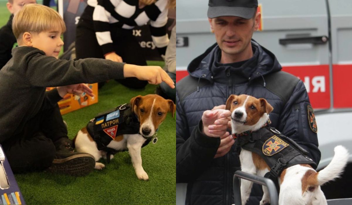 Patron, ukraiński pies-saper, dostał awans na Psa Dobrej Woli organizacji UNICEF