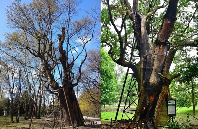 Warszawa: 600-letni Dąb Mieszko I, który rok temu został podpalony, wypuszcza liście 