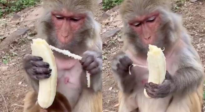 Viral: być może chcesz wiedzieć, że małpy też nie lubią, kiedy na bananie są te nitki włókien