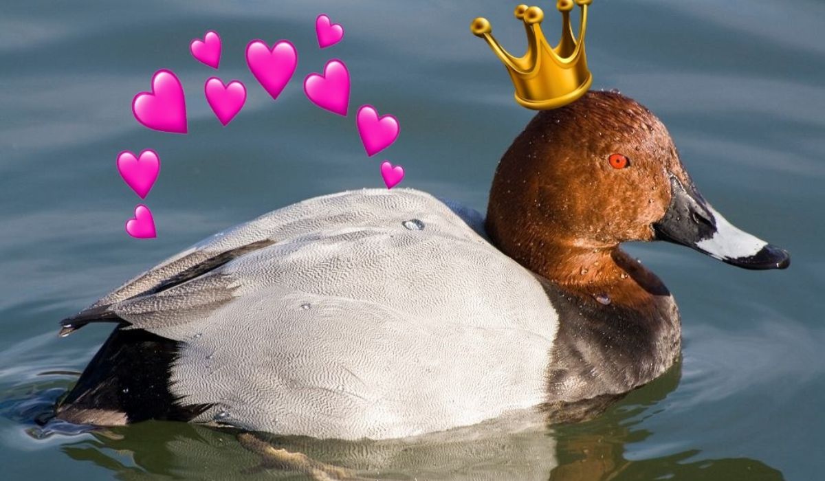 Kaczka "polák velký", czyli głowienka zwyczajna, została kaczką roku w Czechach
