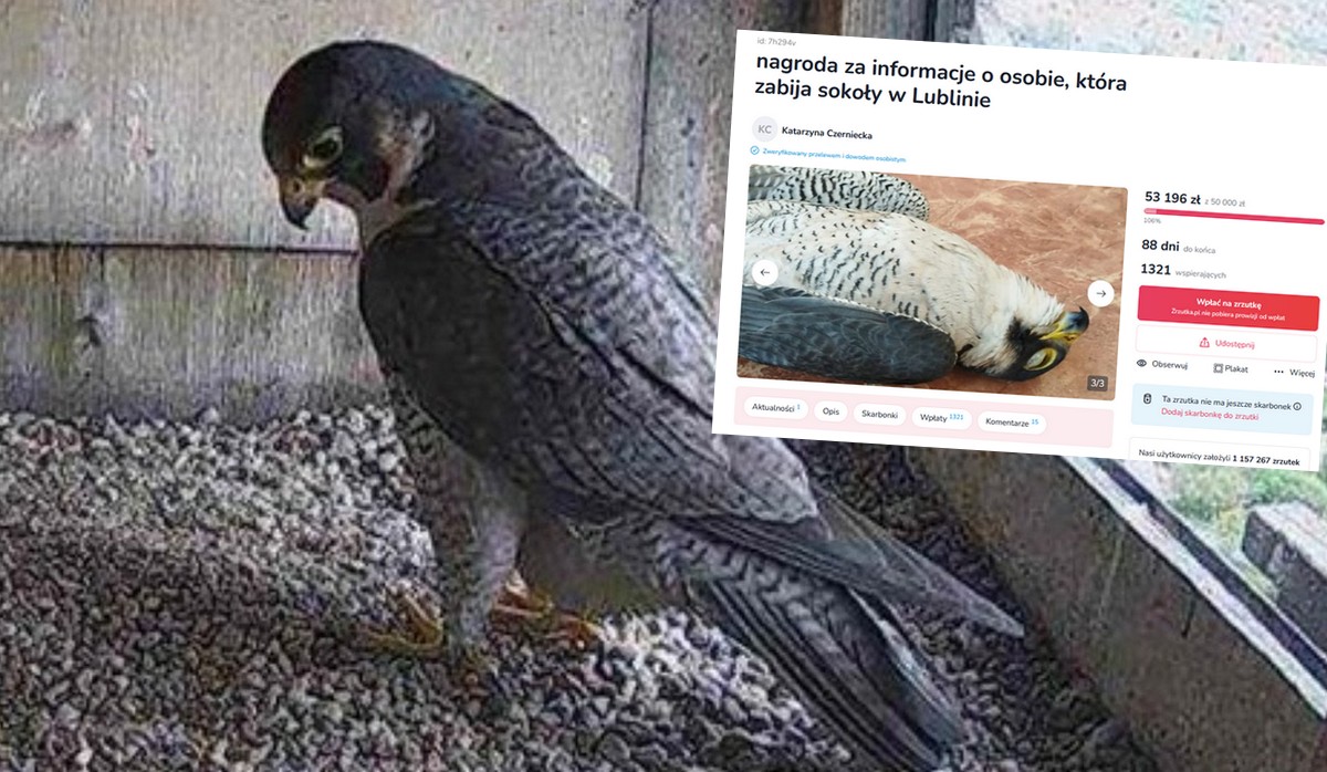 Sokoły TV: zbiórka na pomoc w ujęciu sprawcy otrucia Czarta się udała, zebrano ponad 50 tys. zł