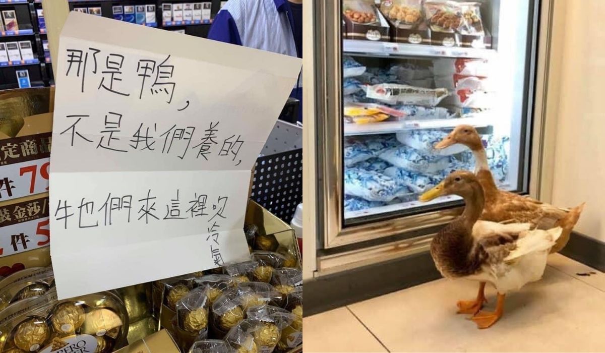 Kadr dnia: te kaczki nie są nasze, przychodzą, bo jest klima