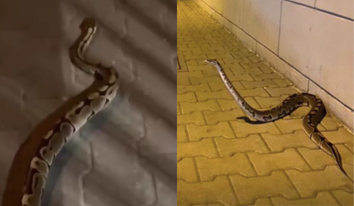 Poznań: 1,5-metrowy pyton pełzał sobie wesoło po ulicy w księżycową noc