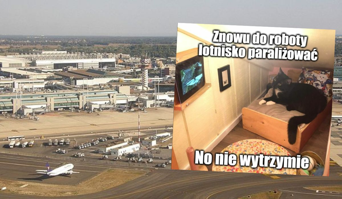 Lotnisko w Rzymie ma problem z kotami, utrudniają ruch lotniczy