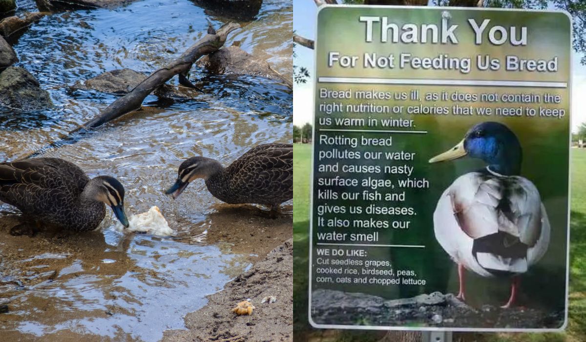 Wielka Brytania: starsza pani dostała wysoki mandat za karmienie kaczek chlebem, bo to dla nich szkodliwe