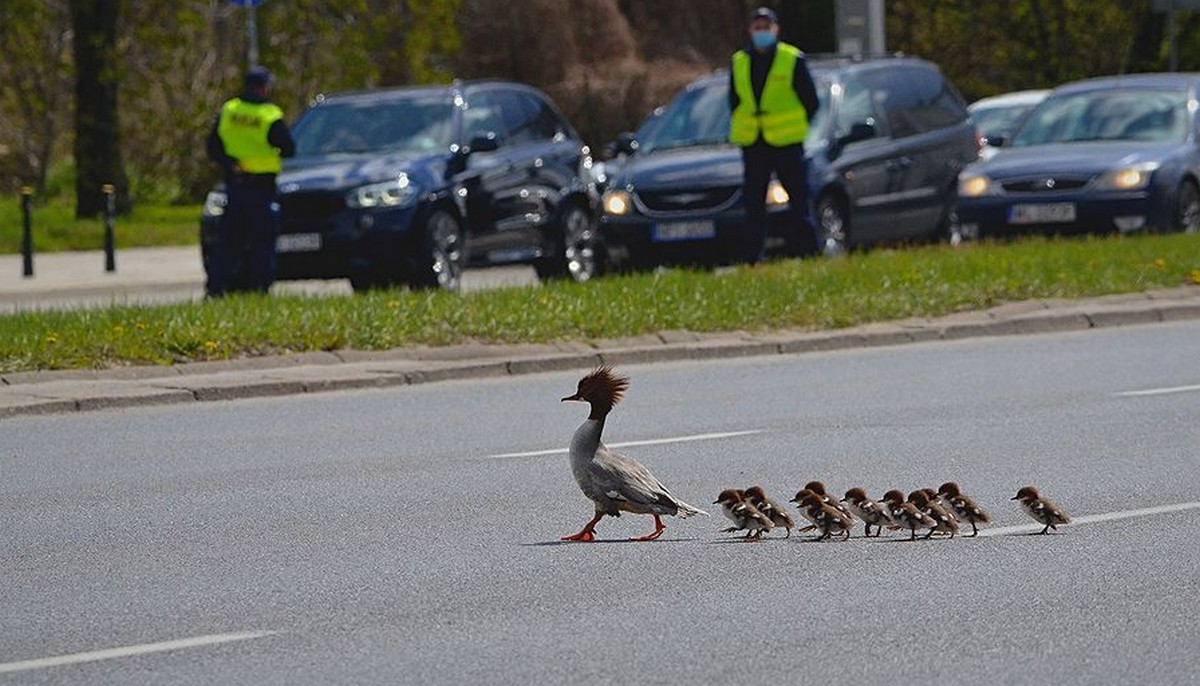 Nurogęsi elegancko szły przez jezdnię, policja wstrzymała ruch, kierowcy podziwiali
