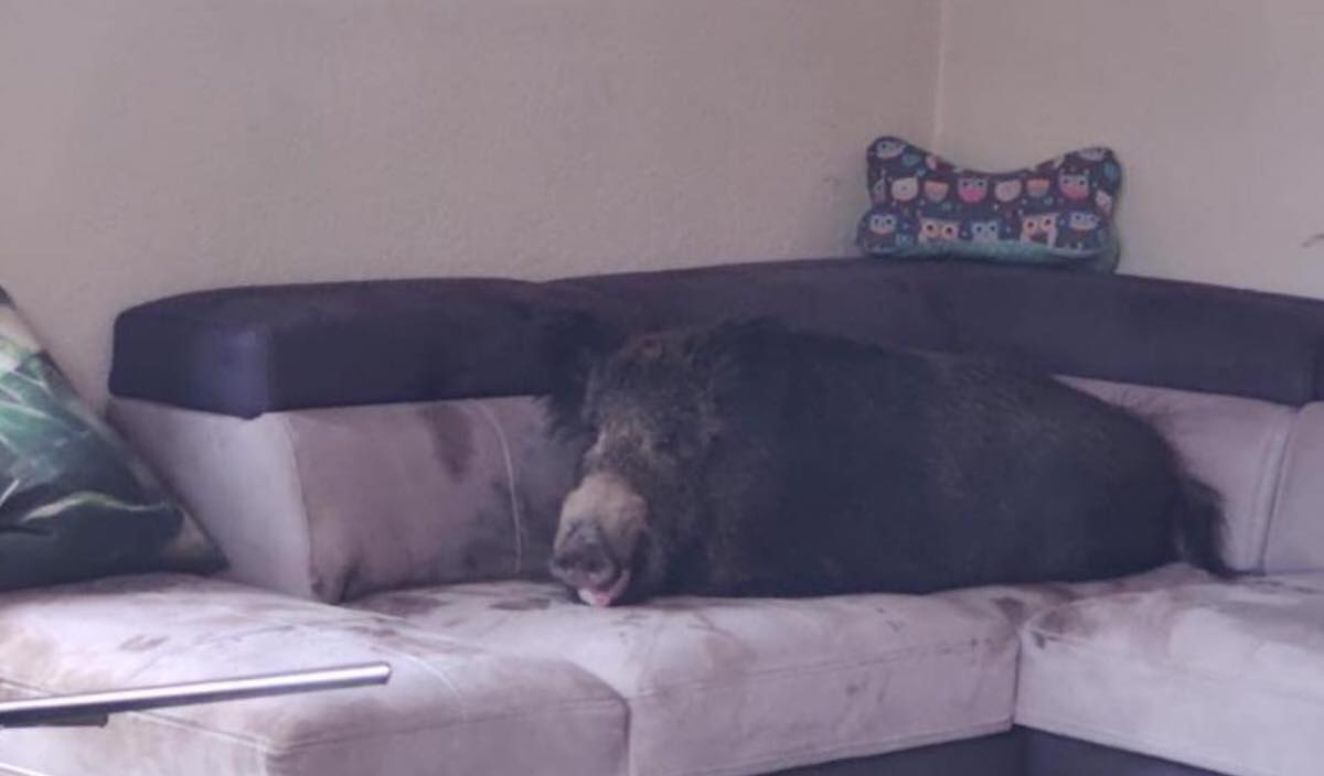 Niemcy: dzik wlazł jednej pani do domu i rozłożył się na kanapie jak księciunio
