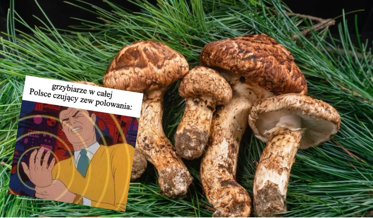 W Polsce znowu znajdowane są gąski sosnowe, grzyby droższe niż trufle