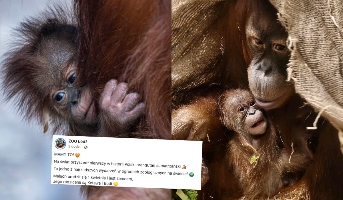 W łódzkim zoo narodził się pierwszy w historii Polski orangutan sumatrzański
