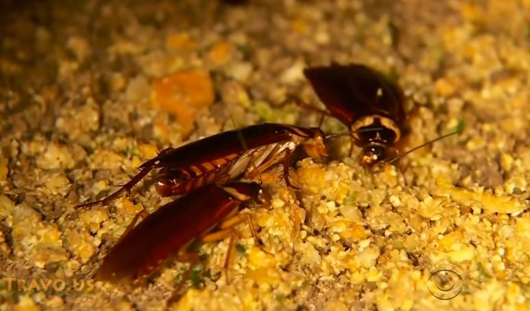 Chińska sztuczna inteligencja hoduje... 6 miliardów karaluchów. Dlaczego?