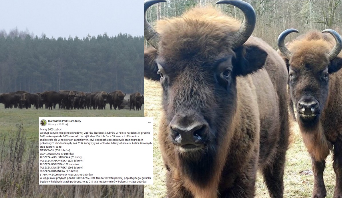 Populacja żubrów w Polsce szybciutko rośnie, obecnie jest ich ponad 2,6 tys.