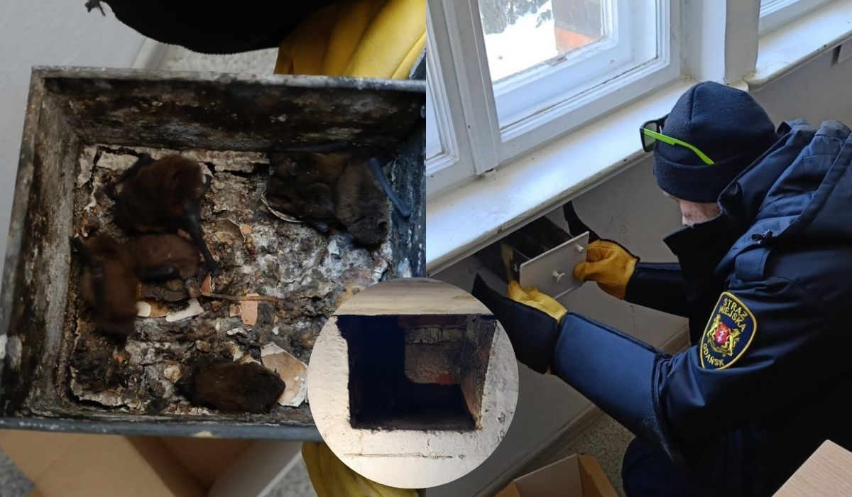 Gdańsk: dziwne odgłosy ze ściany w szkole okazały się siedmioma przytulonymi nietoperzami