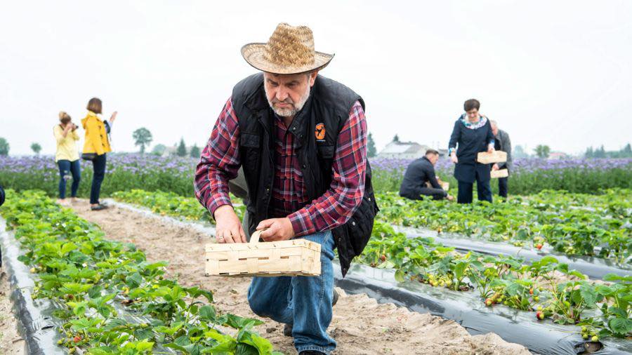 Kierownictwo ministerstwa rolnictwa zbierało truskawki w czynie społecznym i świeciło przykładem