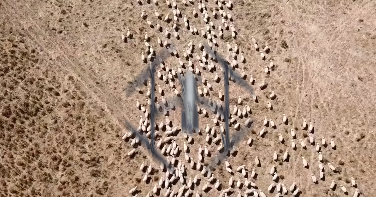 Nowa Zelandia: rolnicy używają szczekających dronów do pilnowania owiec