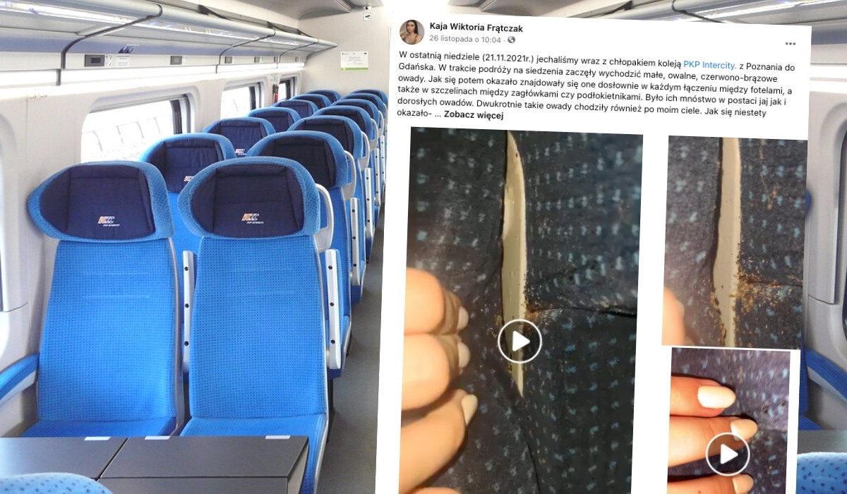 Pluskwy w pociągu na trasie Poznań-Gdańsk, konduktorka radziła "porządnie się otrzepać przed wejściem do domu"