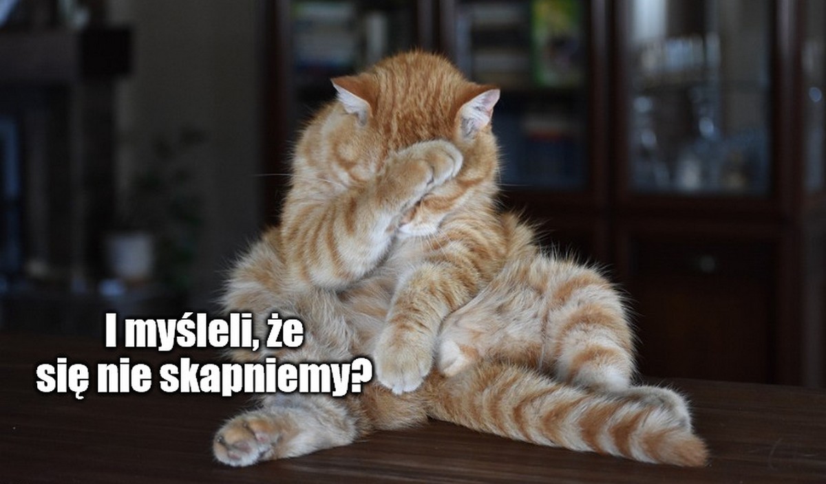 Inspekcja sprawdziła składy karm dla pupili i okazało się, że producenci przycinają na wołowinie