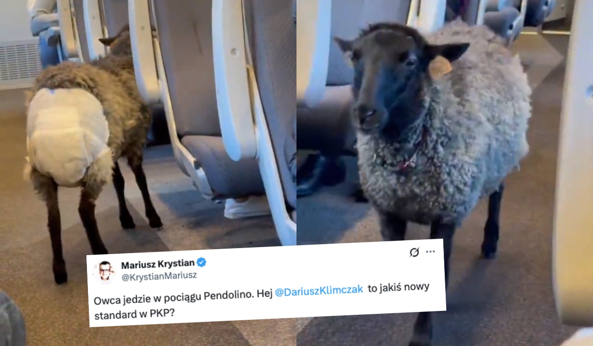 Poseł PiS alarmuje o owcy w pampersie przewożonej w Pendolino