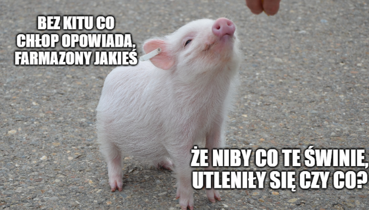 Opole: rolnik skazany na dwa lata więzienia, bo przywłaszczył sobie prawie tysiąc świń i udawał niewiniątko