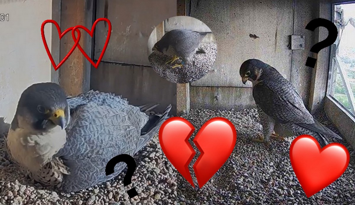 Kamera ornitologiczna uchwyciła burzliwy romans sokołów, coraz więcej ludzi ogląda to jak telenowelę