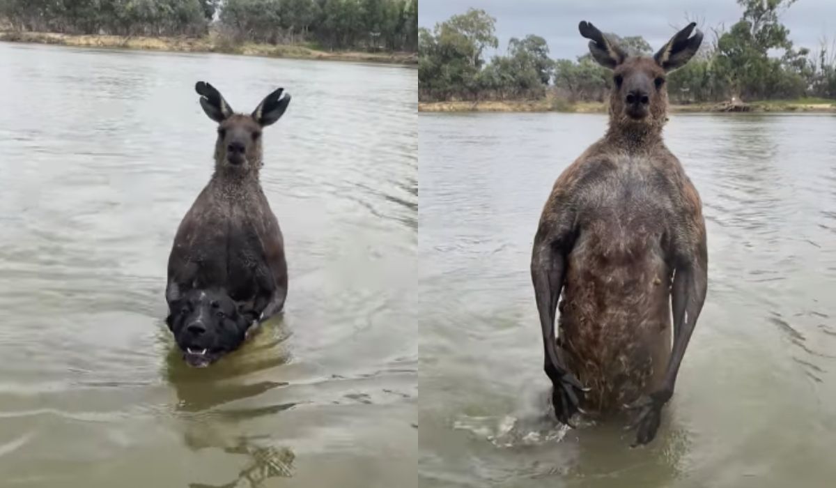 Australia: przypakowany kangur topił psa, właściciel ruszył mu na ratunek i nagrał interwencję