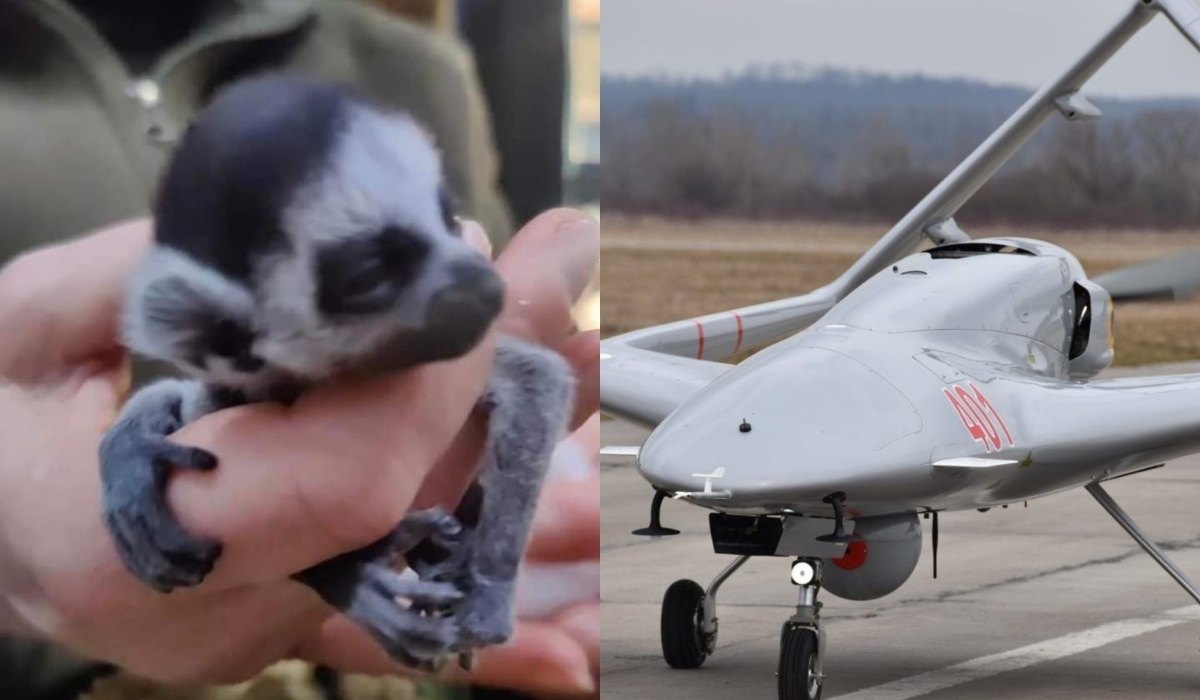 W zoo w Kijowie urodził się lemur, któremu nadano imię Bayraktar