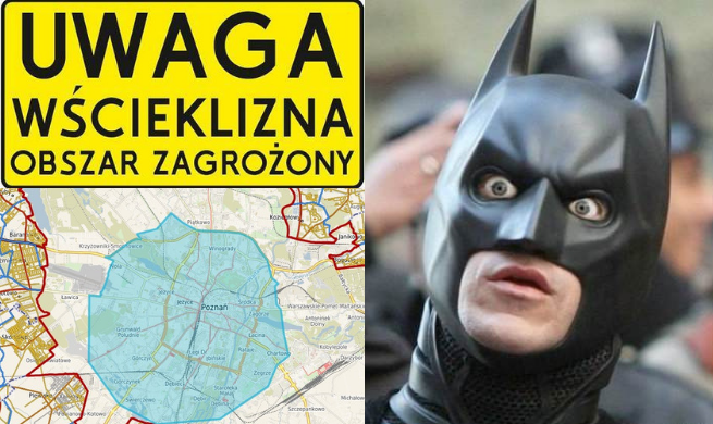 Poznań: zagrożenie wścieklizną, chory nietoperz zaatakował człowieka, a wszyscy wiemy jak to się kończy w filmach