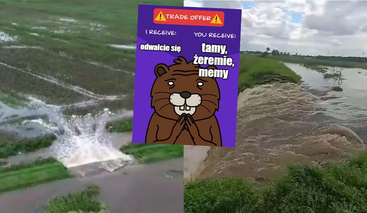 Święty Gaj: Wody Polskie tłumaczą się z powodzi, narzekają na mnożące się bobry