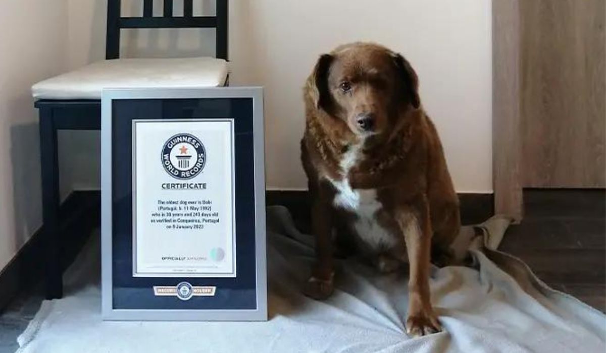 Zmarł najstarszy pies świata, Bobi, miał 31 lat