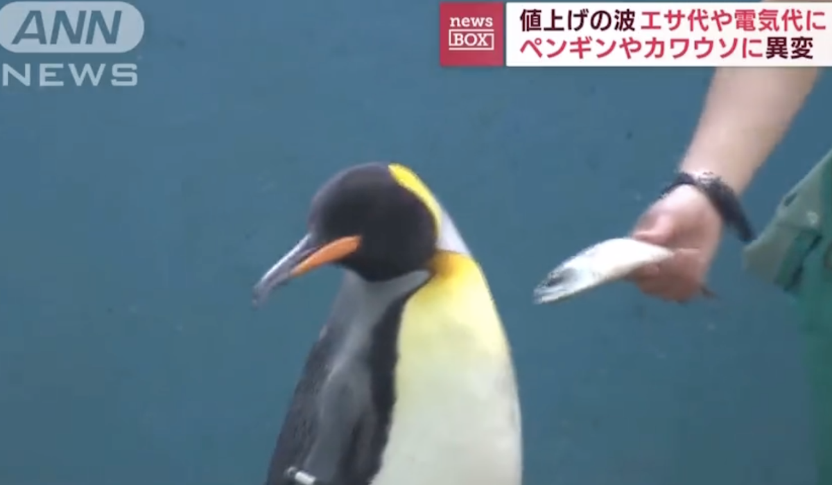 Japonia: przez cięcia budżetowe pingwiny mają tańszą i gorszą dietę, aż nie chcą tego jeść